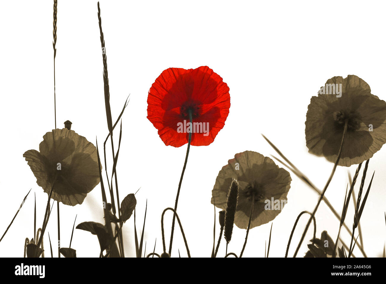 Rot und Sepia klatschmohn Papaver rhoeas Latein mit dem Licht hinter in Italien im Frühling eine Erinnerung Blume für Krieg tot und Veteranen Stockfoto