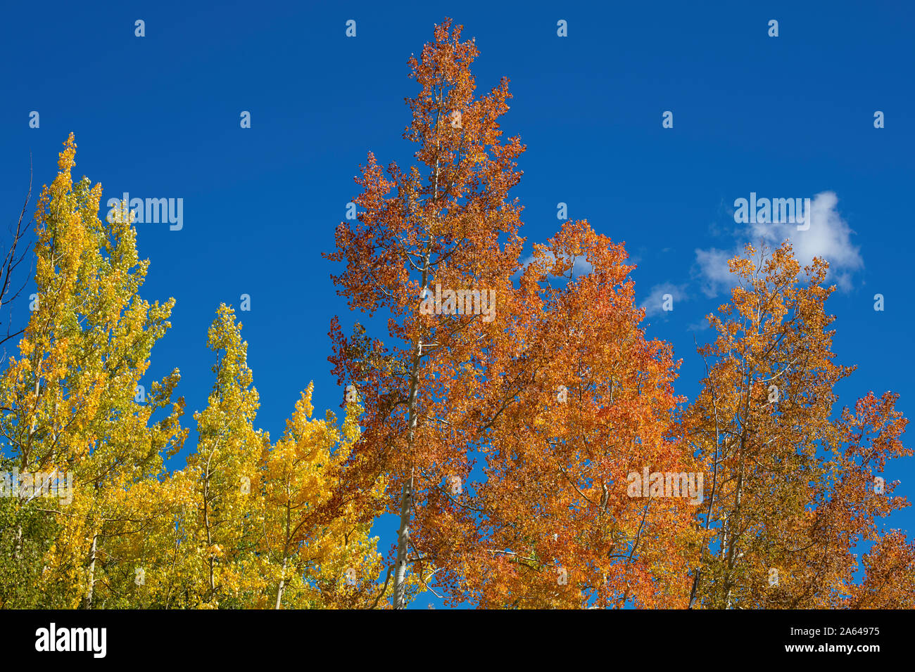 Orange und gelbe Espen Blätter im Herbst, Million Dollar Highway, San Juan Mountains, Colorado Stockfoto
