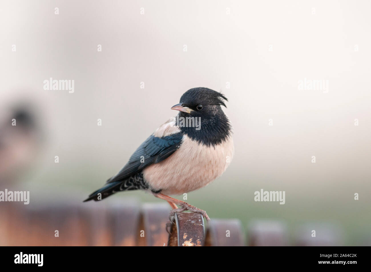 Rosy Starling Herde in der Nähe von Jamnagar, Gujarat, Indien Stockfoto