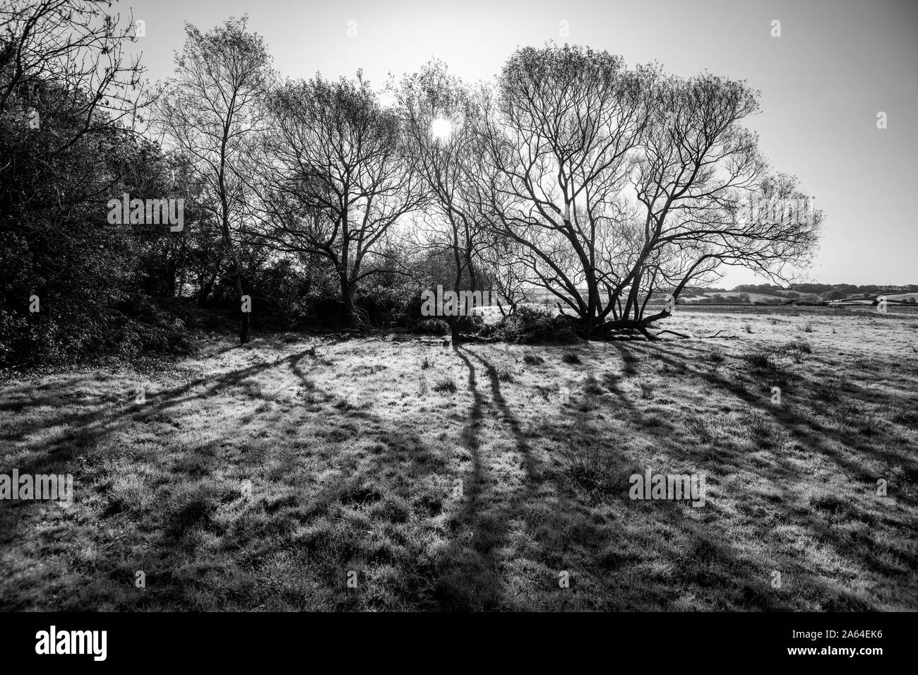 Schwarz-weiße Silhouette wilder Landschaft mit Bäumen in Combe Valley, Bexhill, East Sussex, England Stockfoto