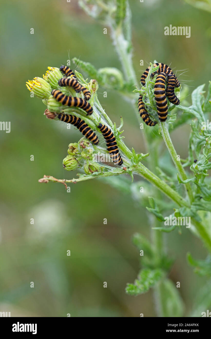 Zinnober Nachtfalter Raupen (Tyria jacobaeae) auf Ragwort, Rutland Water, Leicestershire, England, UK. Stockfoto