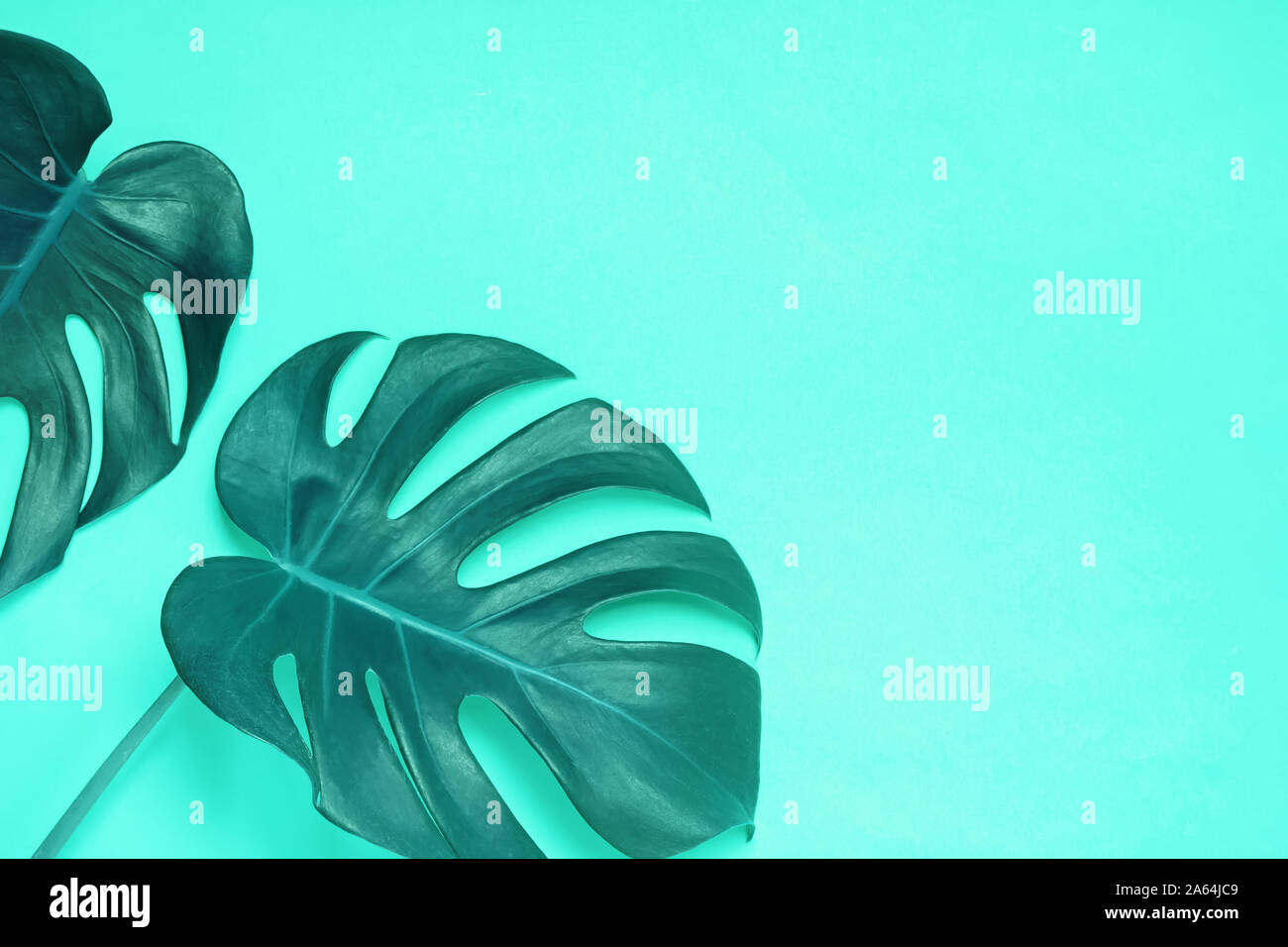 Große grüne Natürliche monstera lant Blätter auf gelbem Hintergrund Stockfoto