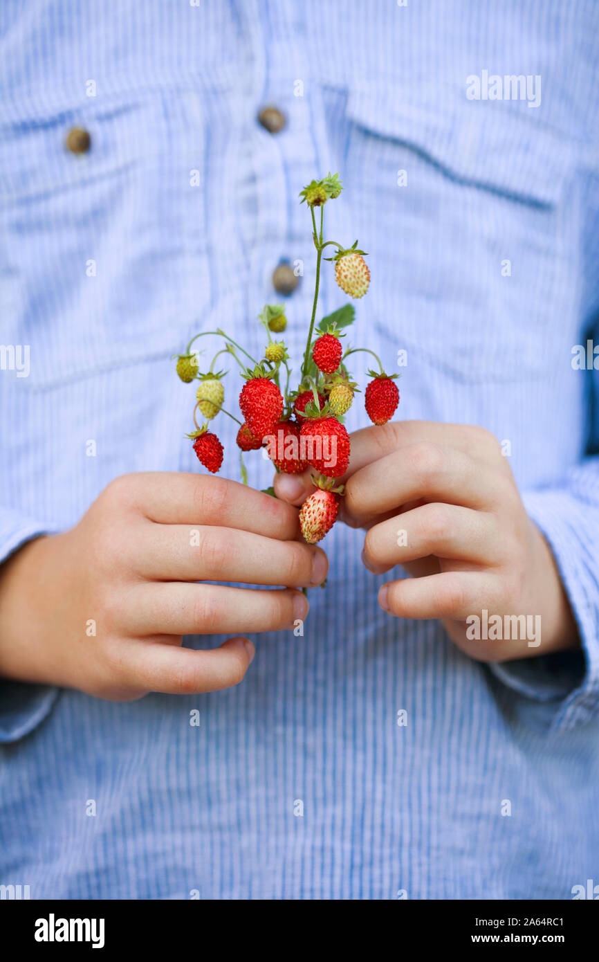 Wilde Erdbeeren in den Händen eines Kindes gegen ein blaues Hemd statt Stockfoto