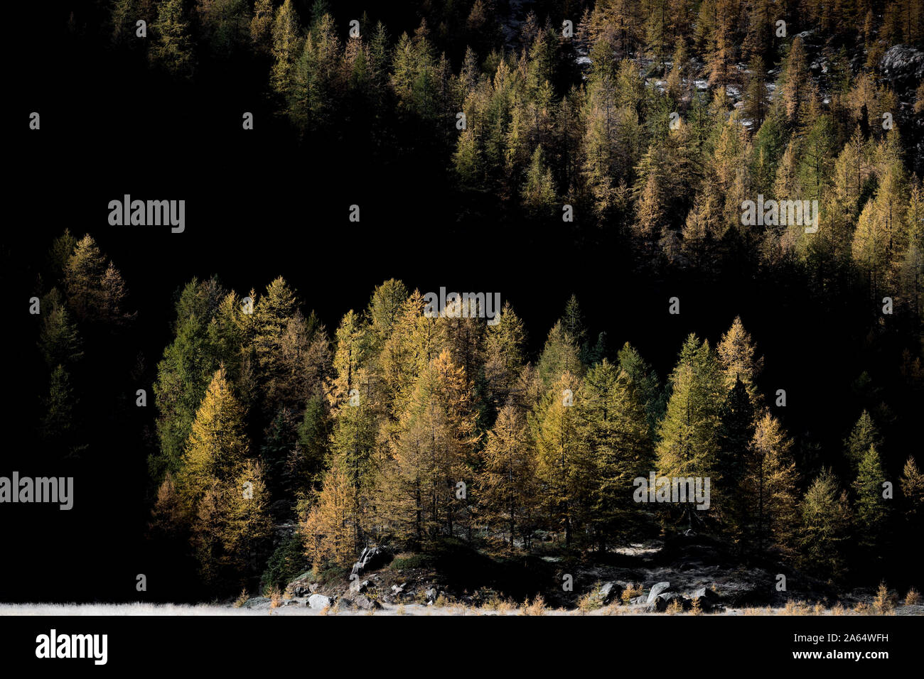Alle Farben des Herbstes, Alpen Stockfoto