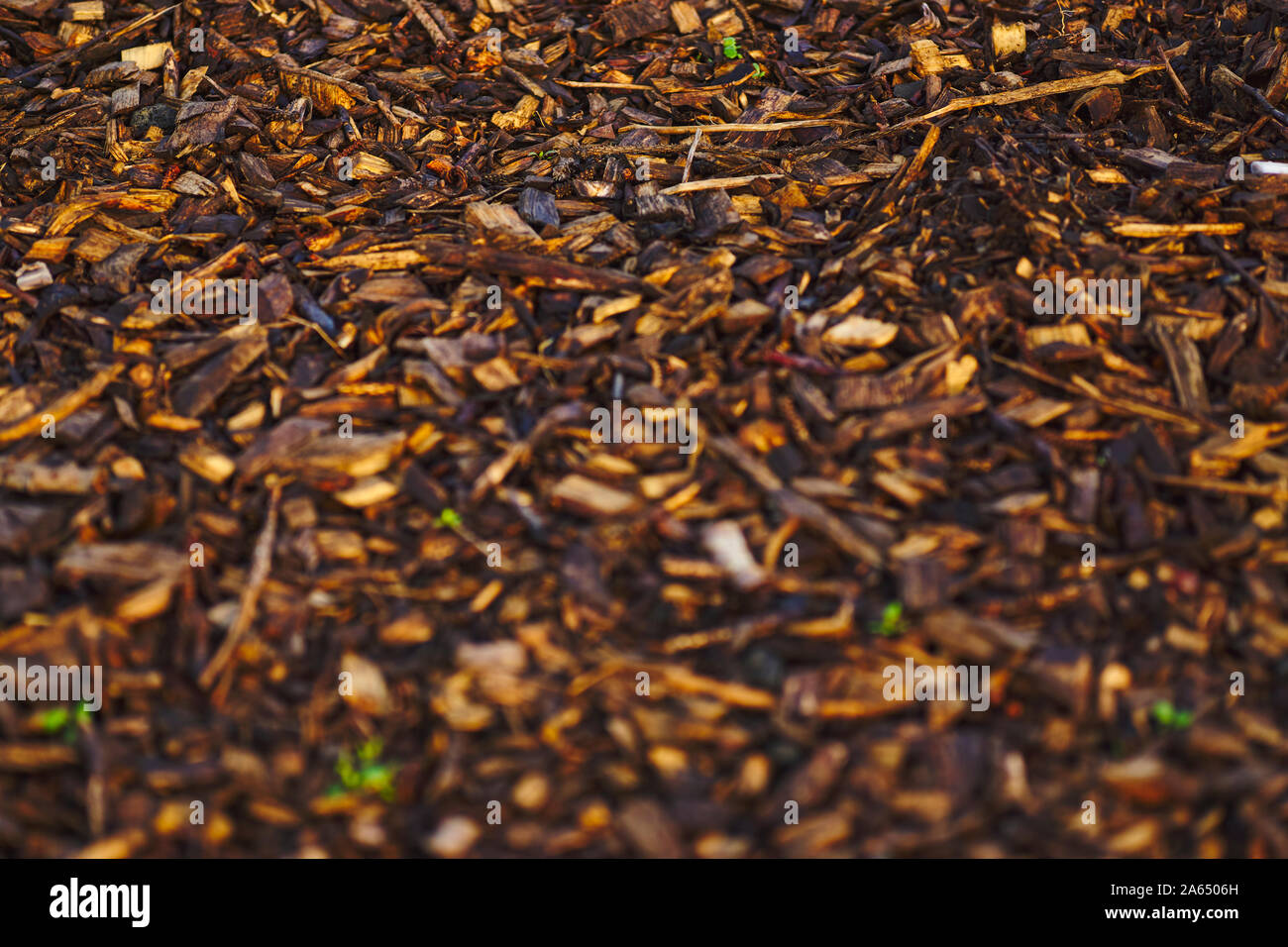 Nahaufnahme Hintergrund Abbildung mit Wald bedeckten Pfad im Zentrum von REykjavik, nass im Herbst Stockfoto