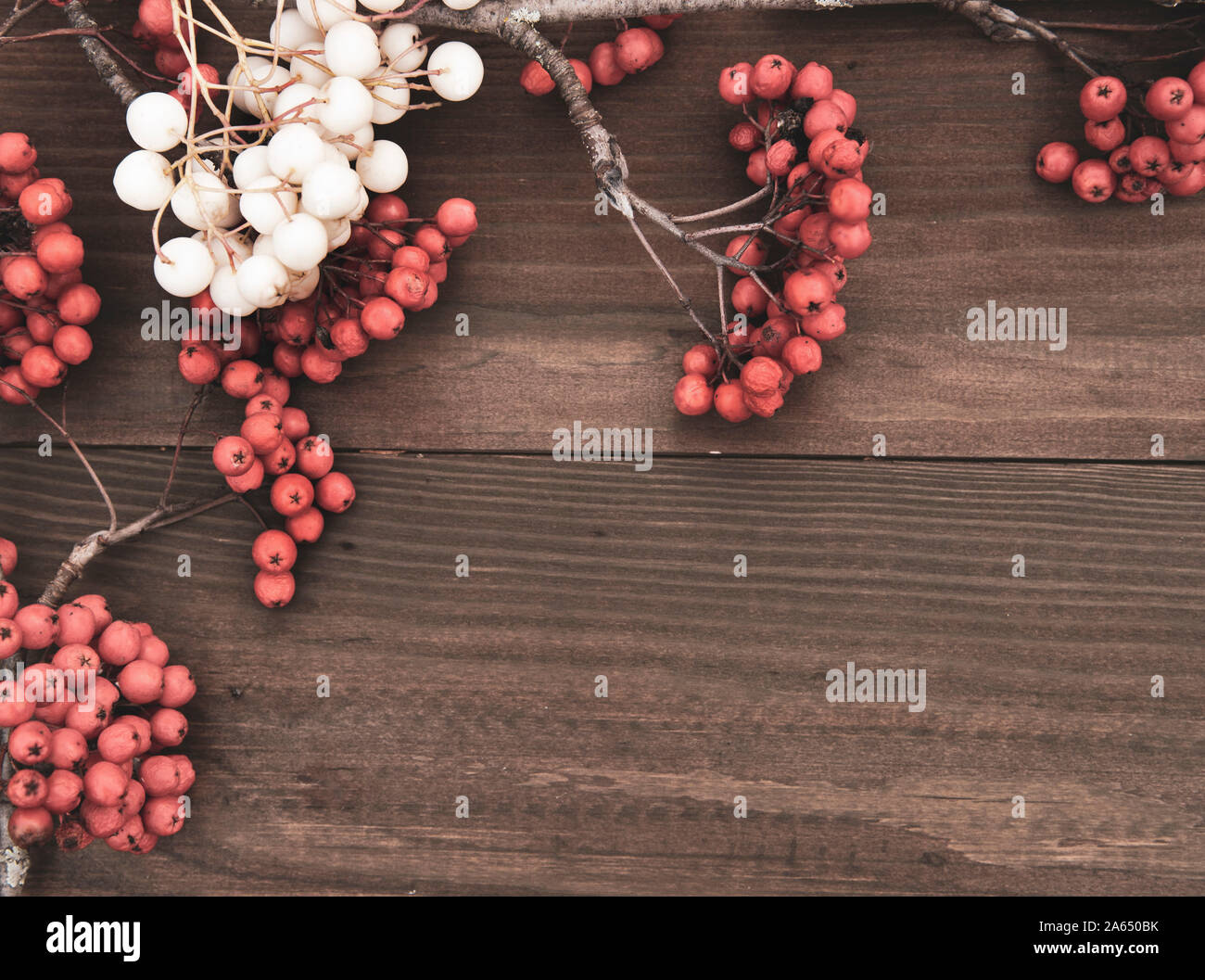 Weiß und Rot Rowan Niederlassung auf einer hölzernen Hintergrund. Stockfoto
