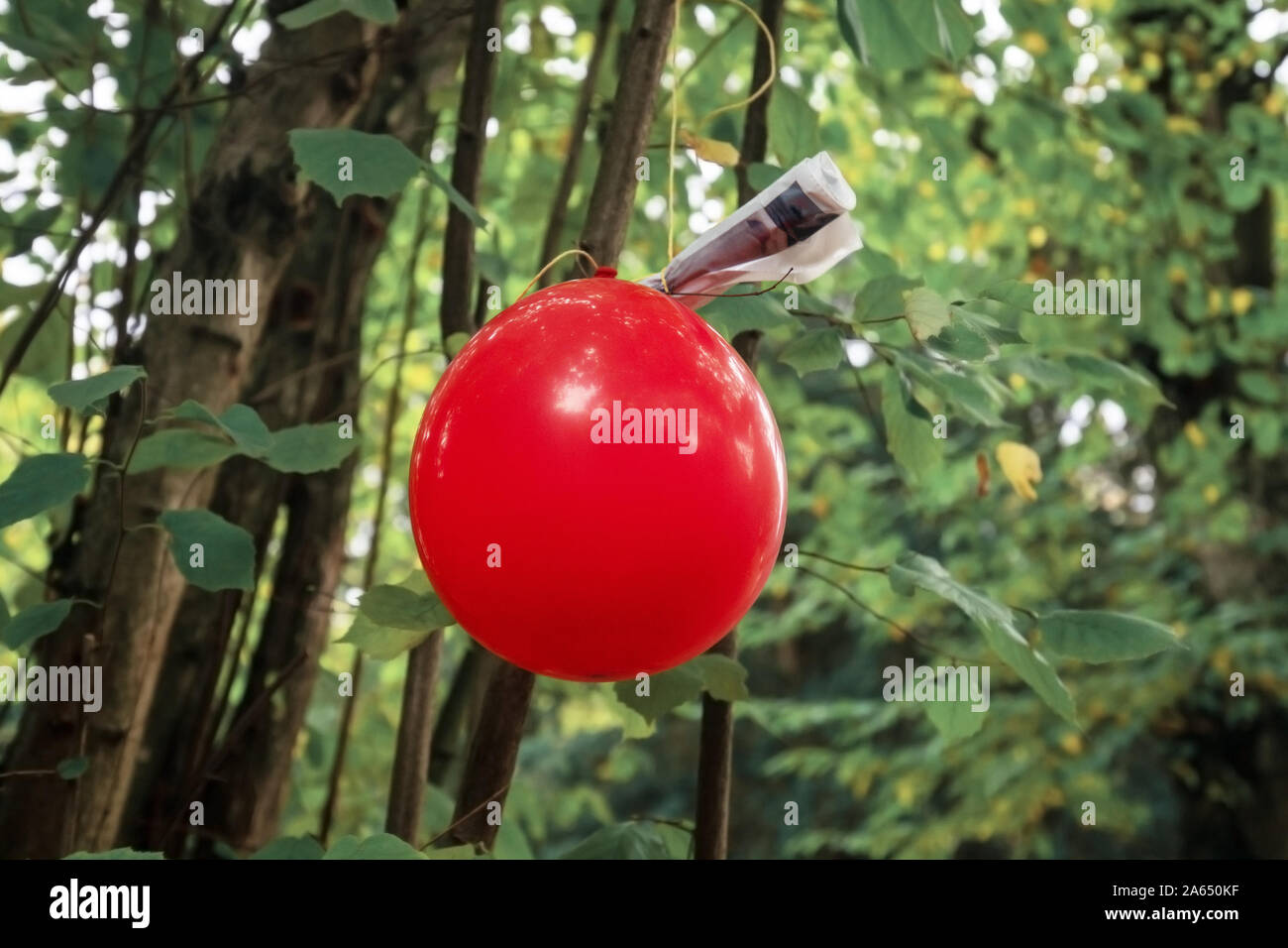 Red Balloon mit Hinweis auf sie als Teil einer Schnitzeljagd oder Papier Trail Spiel hängen am Baum in einem Wald befestigt Stockfoto