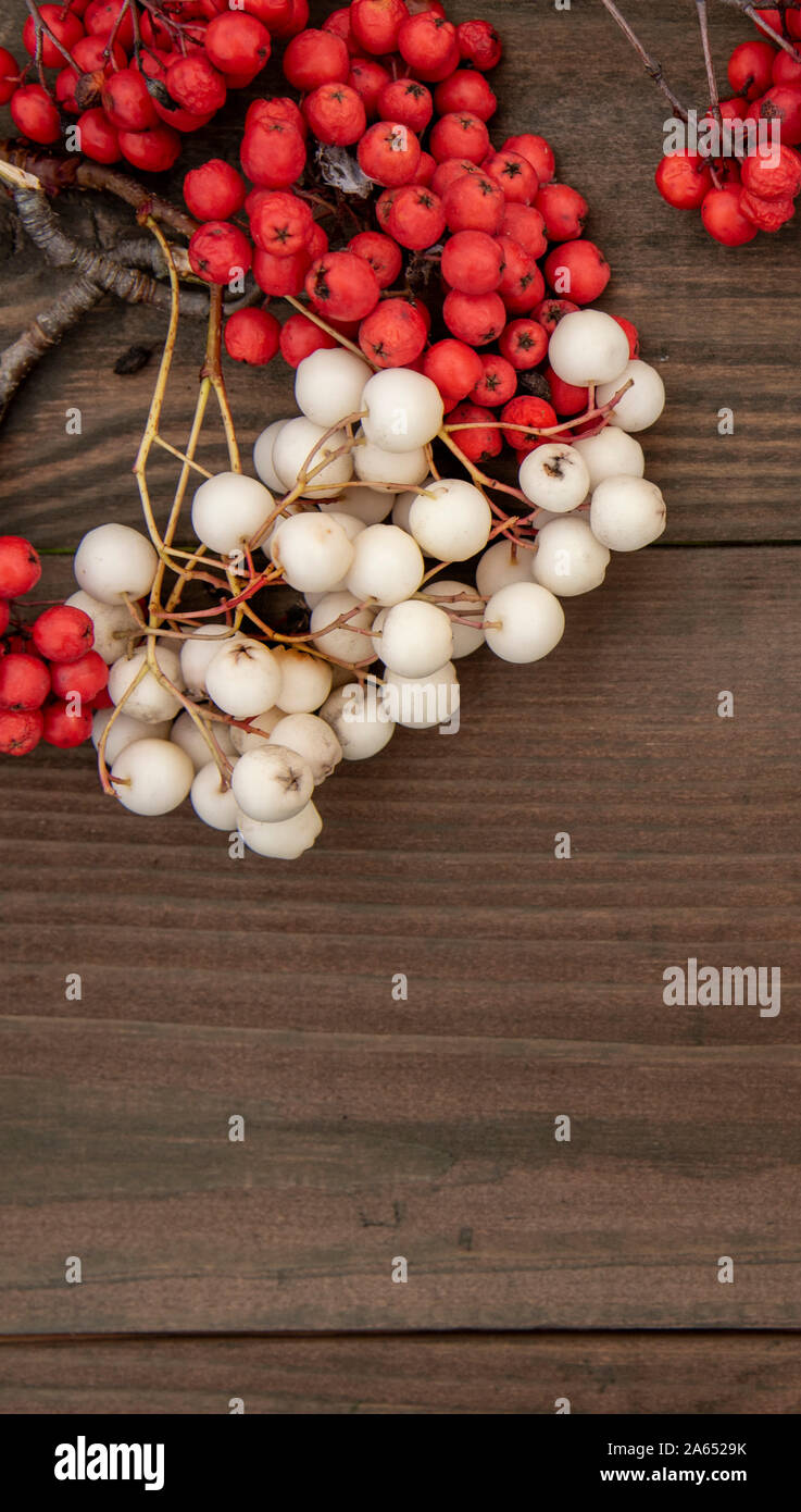 Weiß und Rot Rowan Niederlassung auf einer hölzernen Hintergrund. Stockfoto