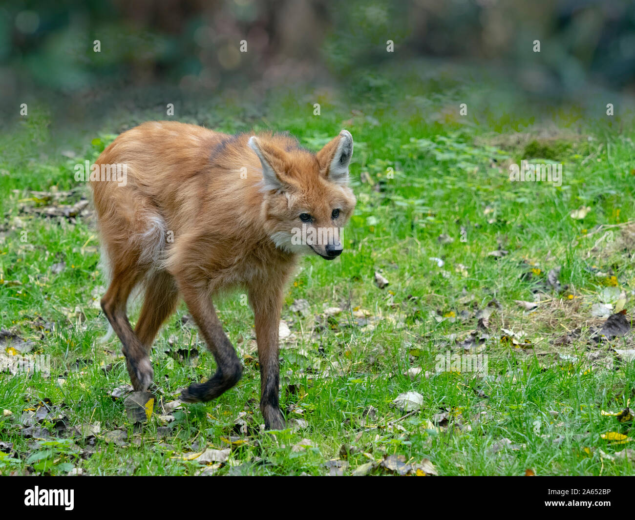 Mähnenwolf Chrysocyon brachyurus Stockfoto