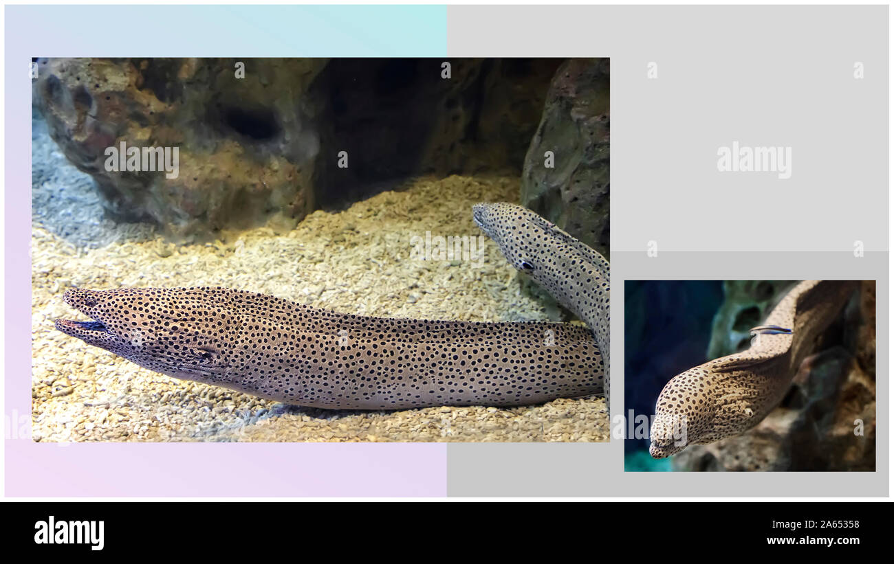 Collage aus zwei Bilder von Meer fische Muränen in einem Aquarium. Stockfoto