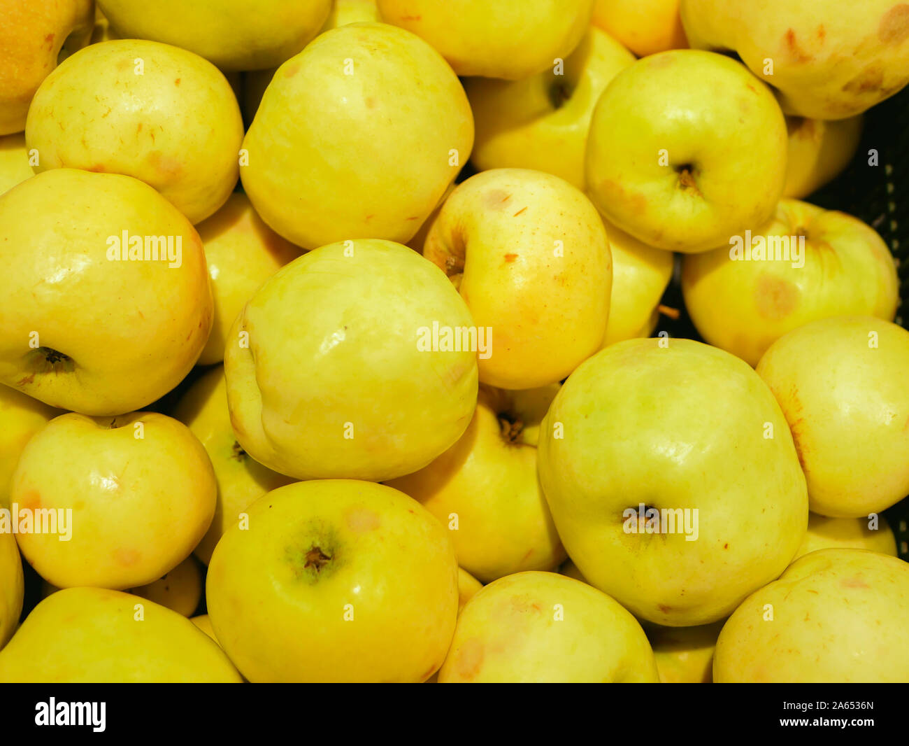 Reife, gelbe Äpfel auf dem Zähler. Sammlung von reife, gelbe Äpfel in einem Schaufenster. close-up Stockfoto