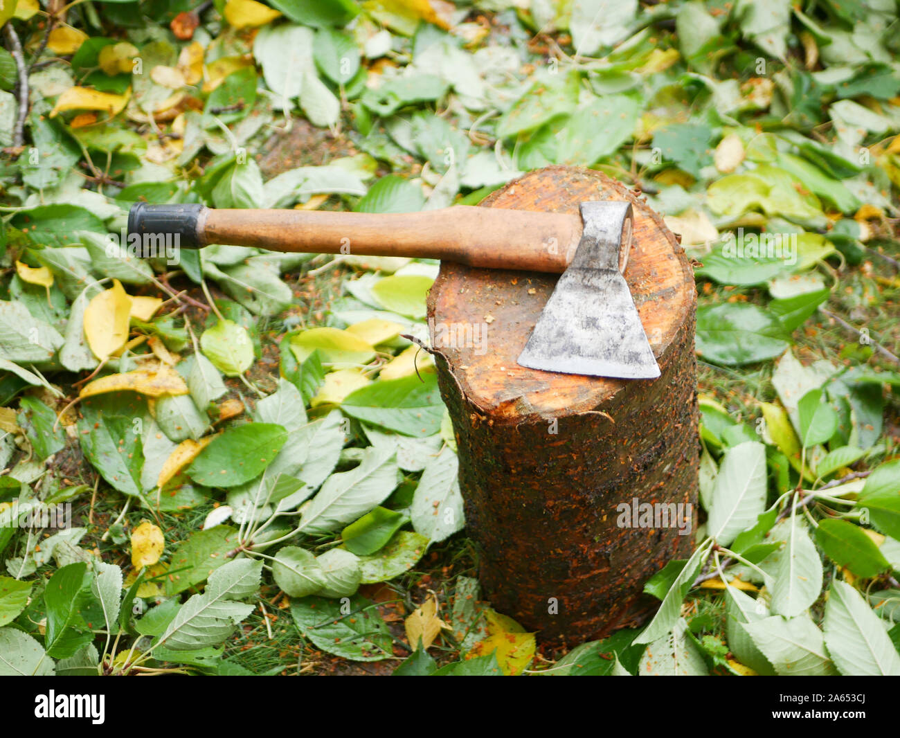 Holzeinschlag konzept. die Entwaldung. Die entwaldung Konzept Bild bestehend aus unten geschnitten Wald Bäume. Stockfoto