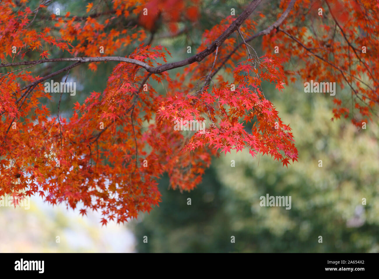 Rote Ahornblätter Hintergrund unter dem Sonnenlicht Stockfoto