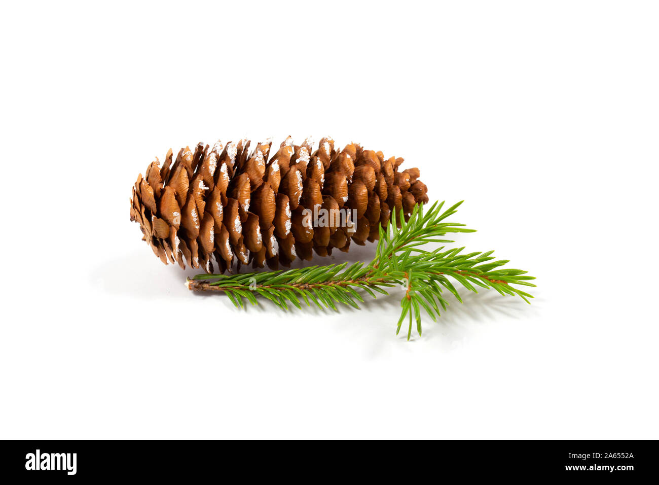 Weihnachten Konzept. Tannenzapfen mit Schnee und kleine Tanne Zweig auf weißem Hintergrund gestreut. Close Up. Stockfoto