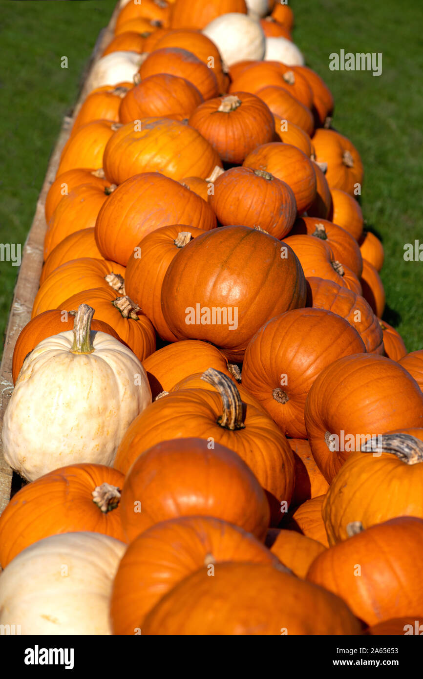 Kürbisse trocknen in der Sonne bereit für das Herbstfest, selektiver Fokus Schuß für eine Kopie Raum Stockfoto