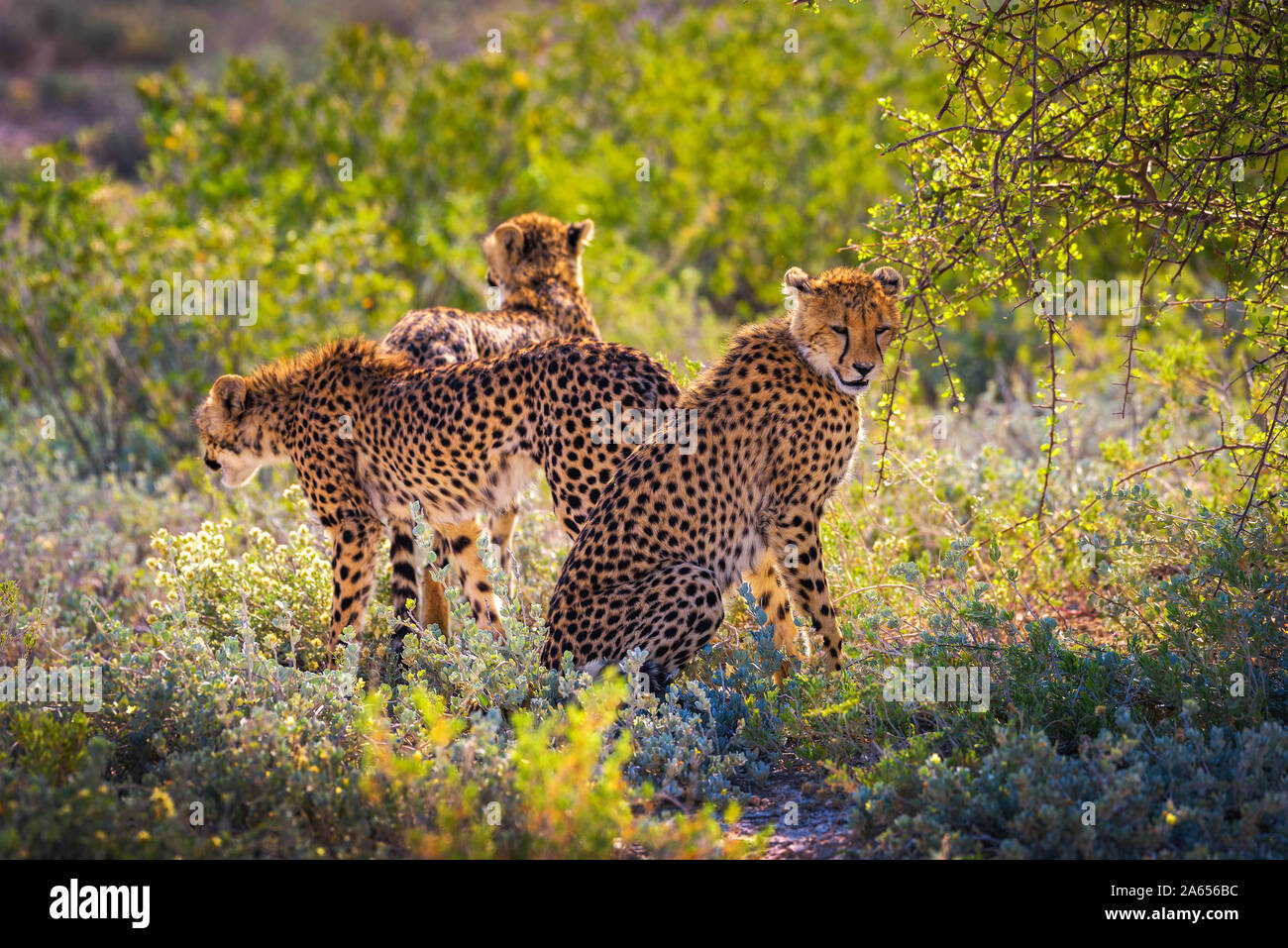 Drei Geparden in den Etosha Nationalpark Stockfoto