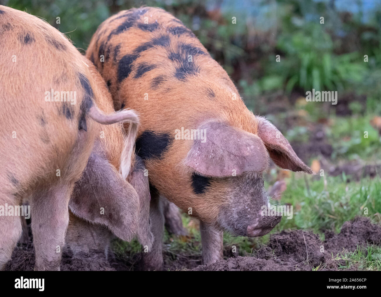 Oxford Sandstrand und schwarzen Schweine suchen nach eicheln im New Forest, Großbritannien während der jährlichen pannage im Herbst. Eicheln sind giftig für andere Tiere. Stockfoto