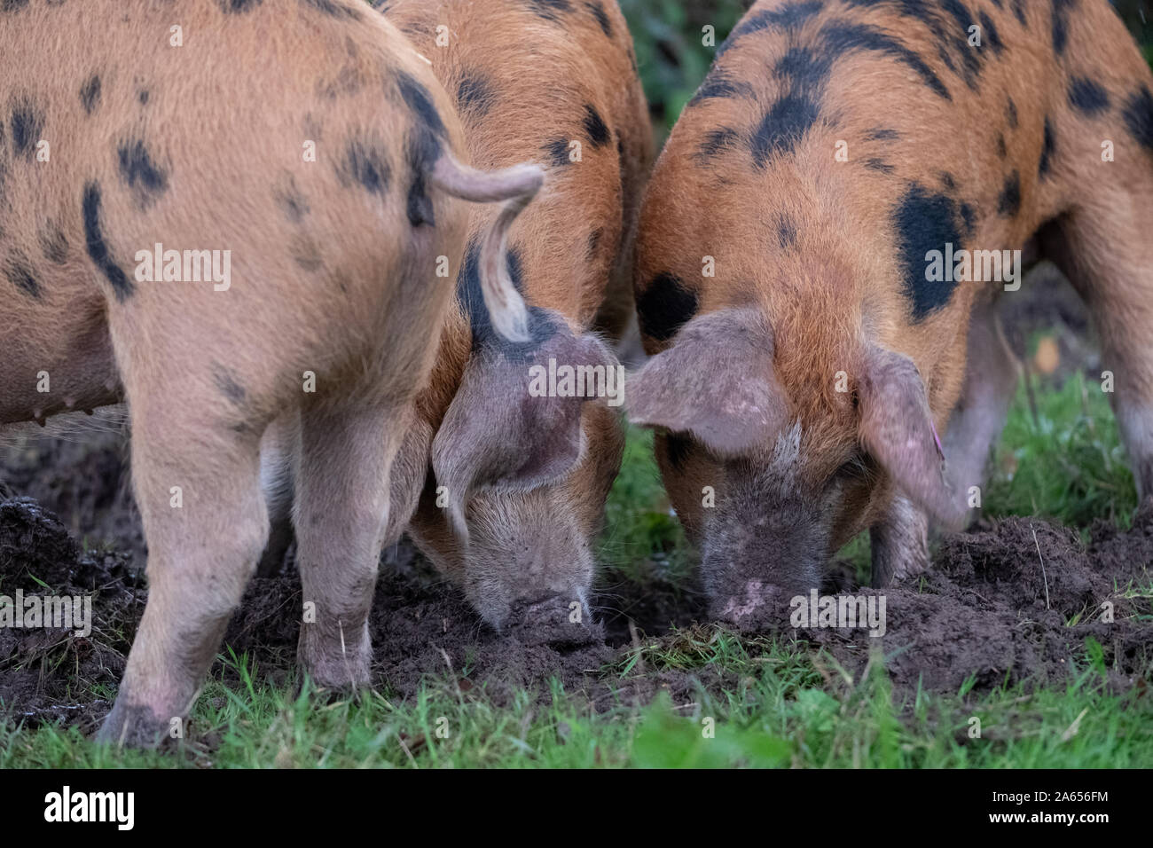 Oxford Sandstrand und schwarzen Schweine suchen nach eicheln im New Forest, Großbritannien während der jährlichen pannage im Herbst. Eicheln sind giftig für andere Tiere. Stockfoto