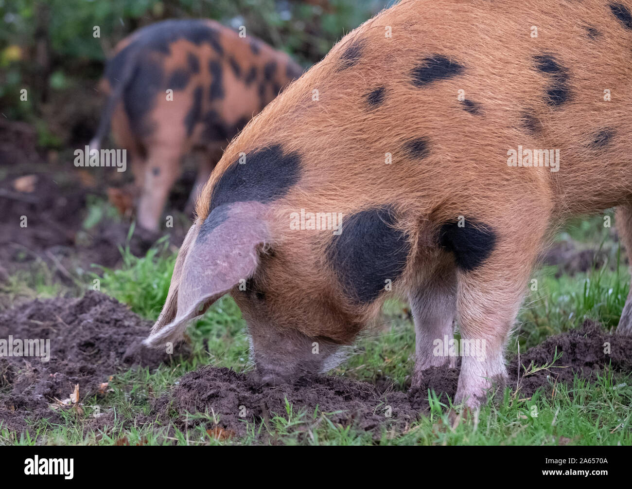 Oxford Sandstrand und schwarzen Schweine suchen nach eicheln im New Forest, Großbritannien während der jährlichen pannage im Herbst. Eicheln sind giftig für andere Tiere. Stockfoto