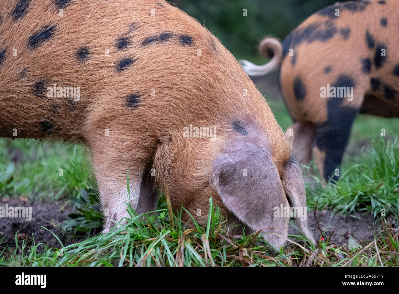 Oxford Sandstrand und schwarzen Schweine suchen nach eicheln im New Forest, Großbritannien während der jährlichen pannage im Herbst. Eicheln sind giftig für andere Tiere. Stockfoto