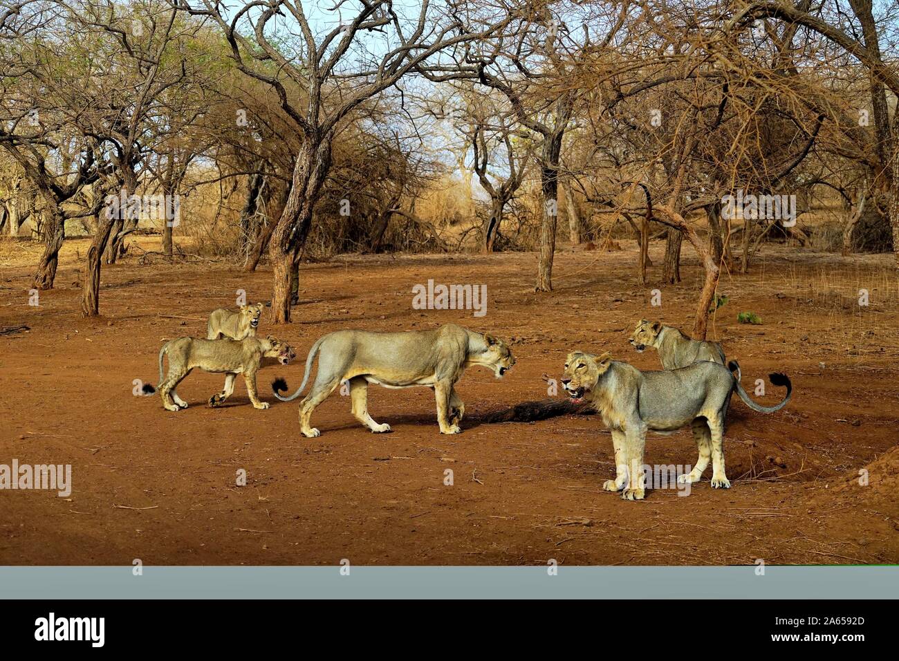 Lion Familie, Gir Wildlife Sanctuary, Gujarat, Indien, Asien Stockfoto