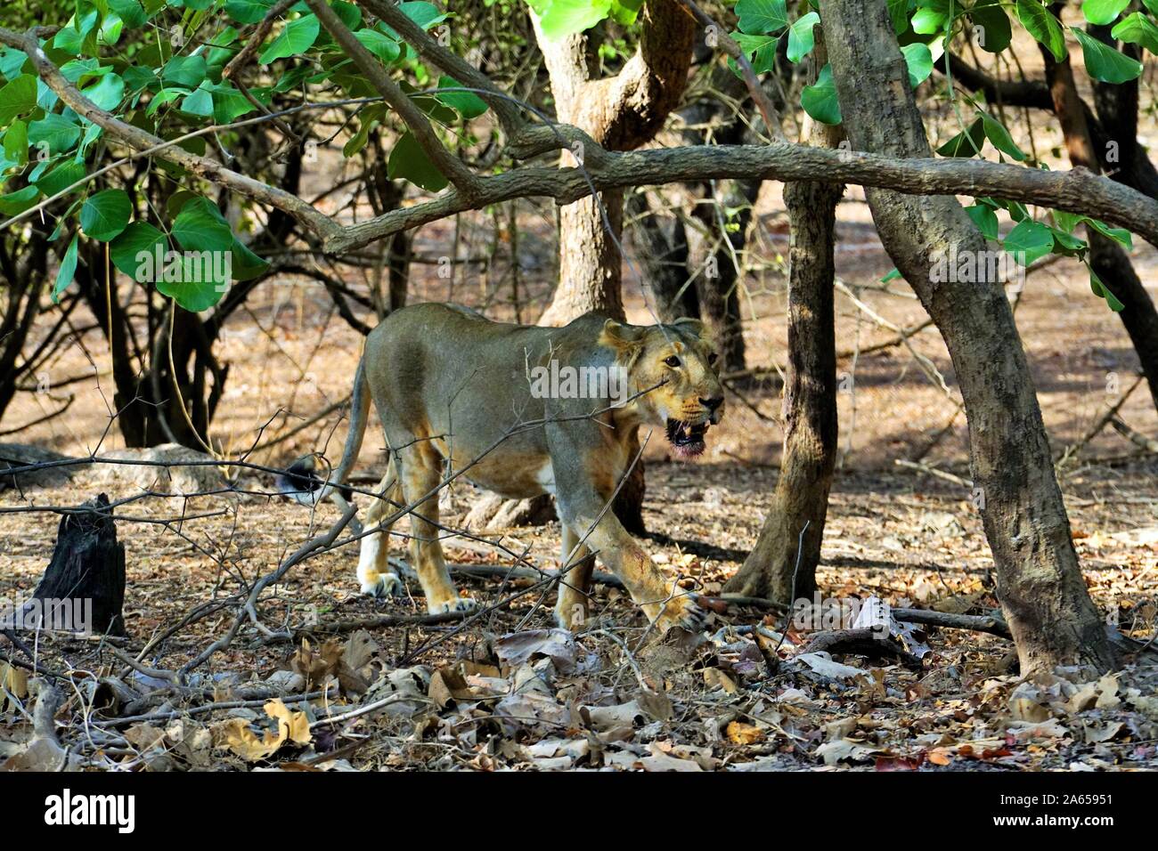 Löwin im Gir Wildlife Sanctuary, Gujarat, Indien, Asien Stockfoto