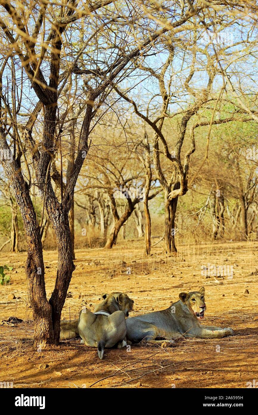 Löwin im Gir Wildlife Sanctuary, Gujarat, Indien, Asien Stockfoto