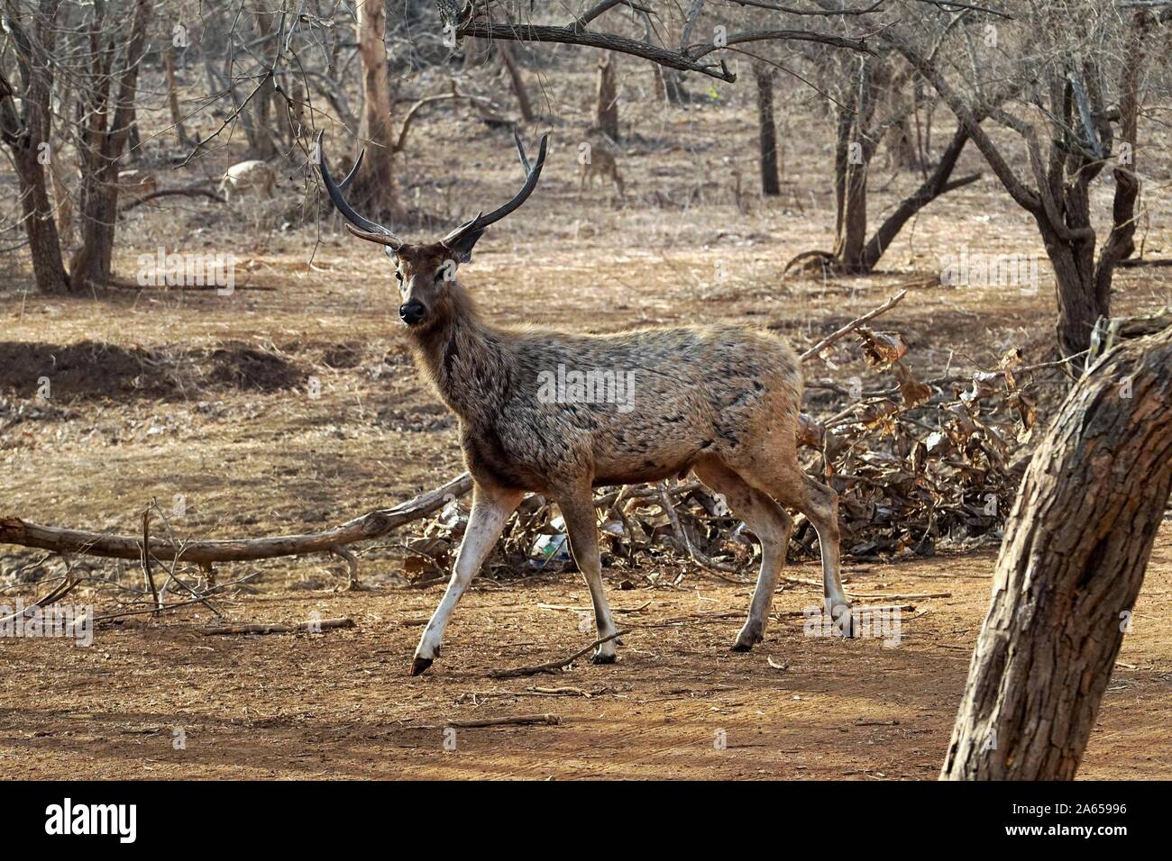 Sambar Hirsche an Gir Wildlife Sanctuary, Gujarat, Indien, Asien Stockfoto
