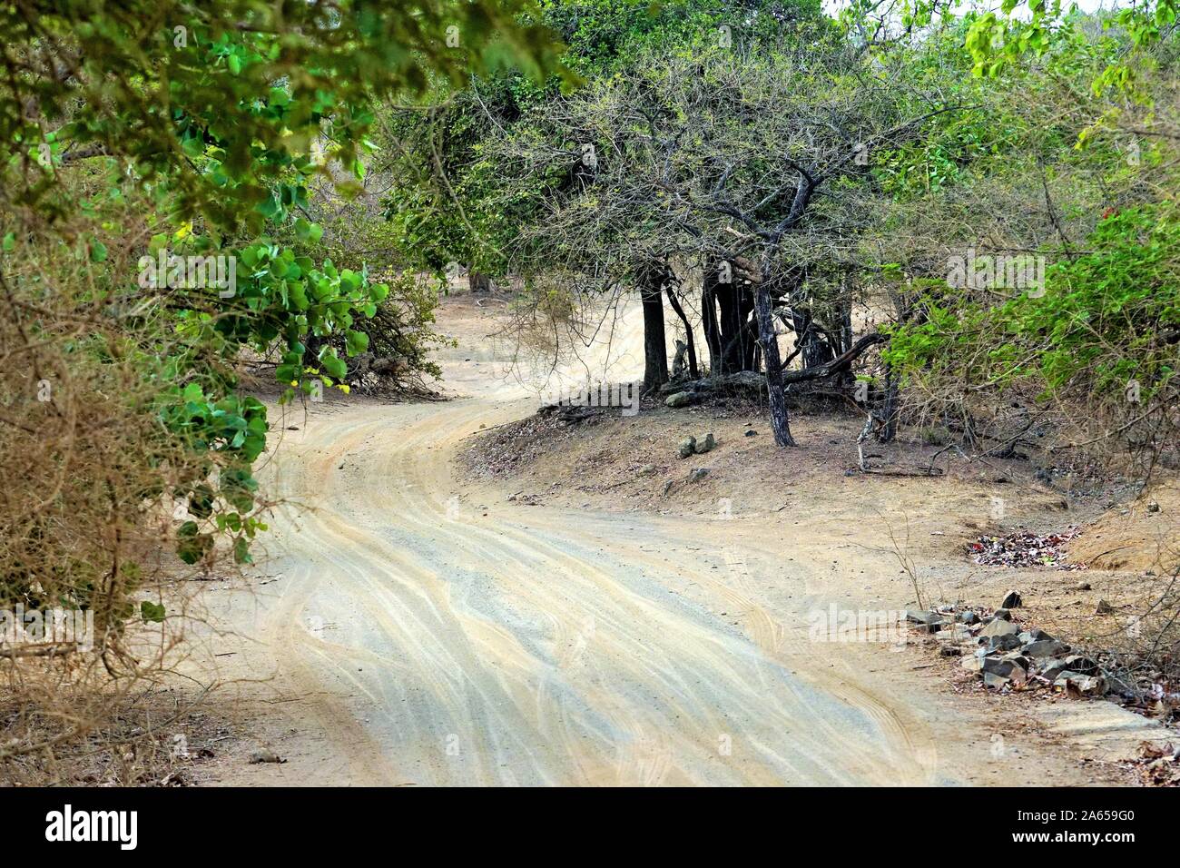 Waldweg, Gir Wildlife Sanctuary, Gujarat, Indien, Asien Stockfoto