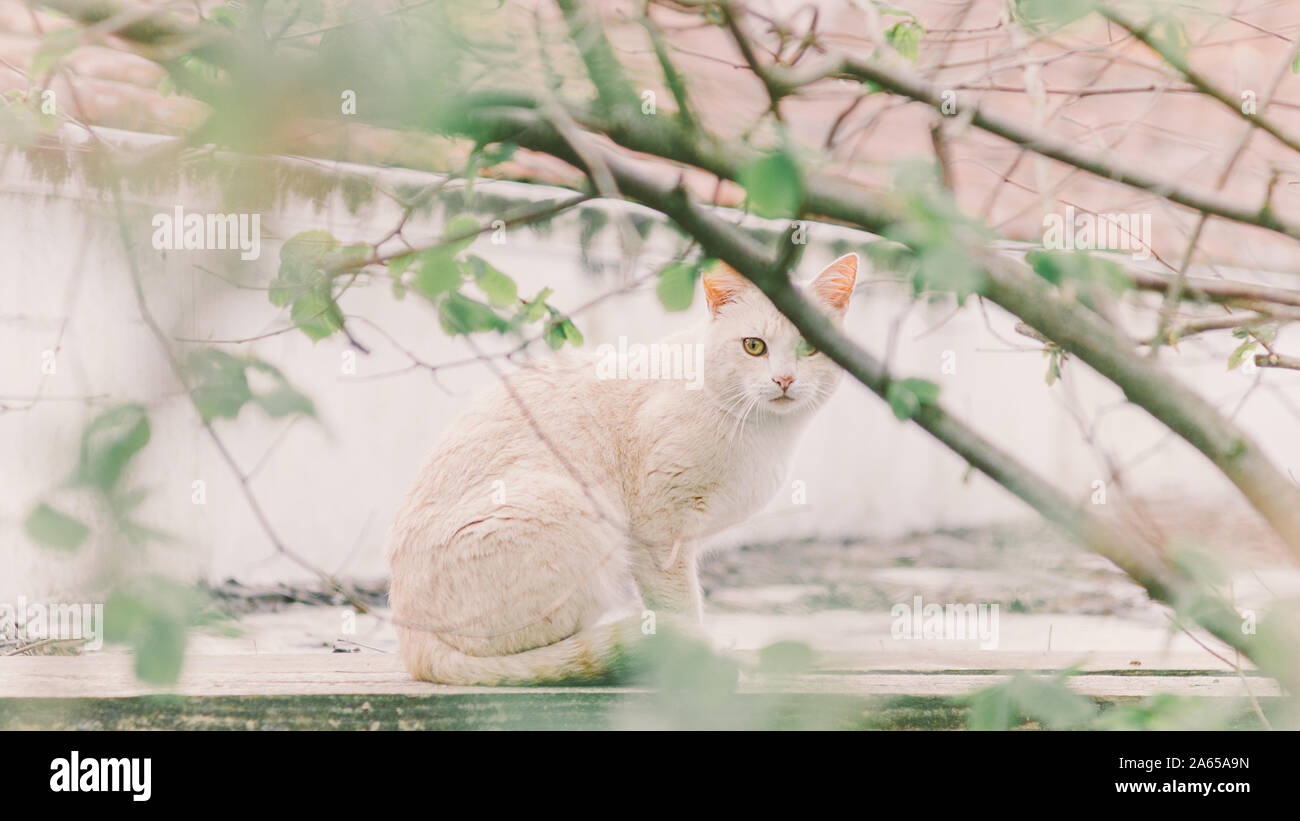 Blick auf eine weiße Katze, die an einer Wand durch die Bäume sitzt Stockfoto