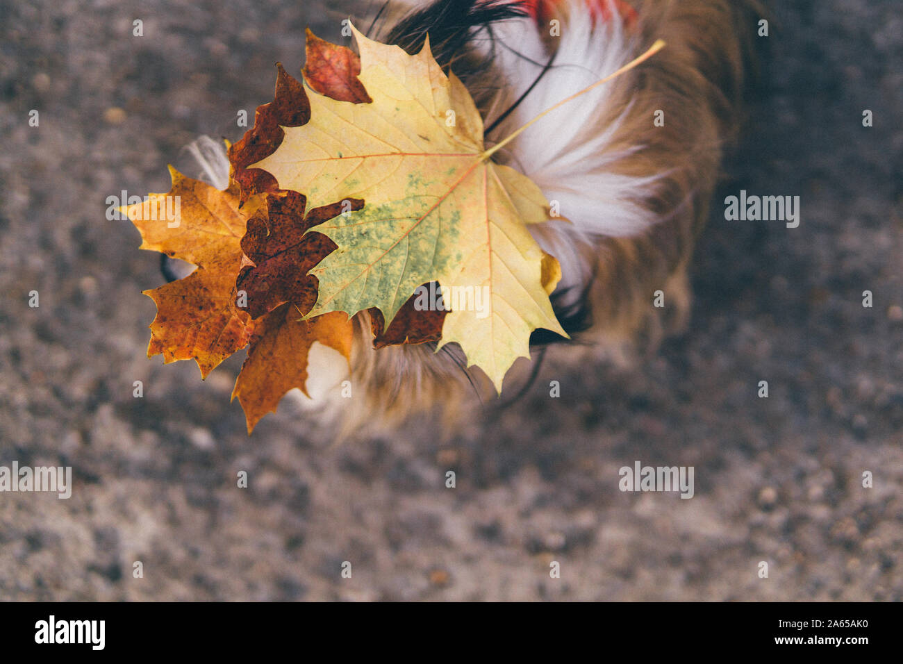 Herbstlaub auf einen Chorkie Hund Kopf Stockfoto