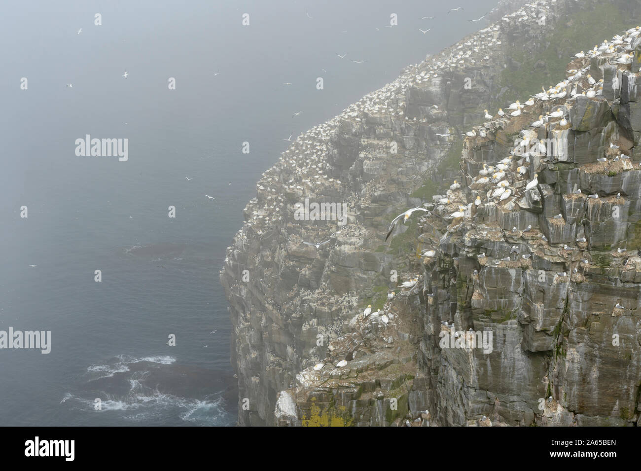 Vogel Kolonie Klippe mit Northern Gannet (Morus bassanus) Nest, Cape St. Mary's Ecological Reserve, Neufundland, Kanada Stockfoto