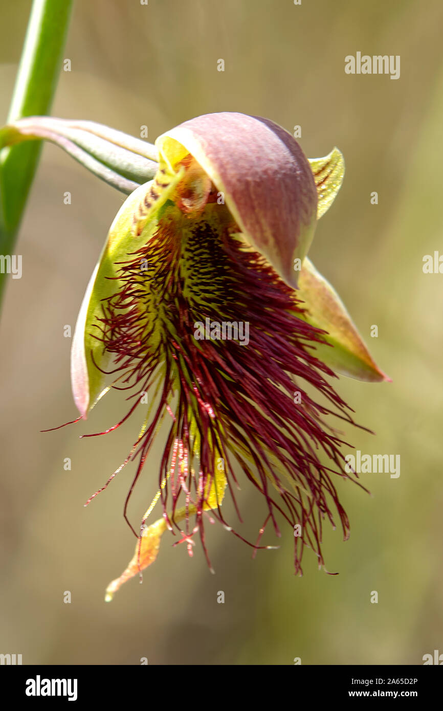 Calochilus paludosus, Red Beard - Orchidee Stockfoto