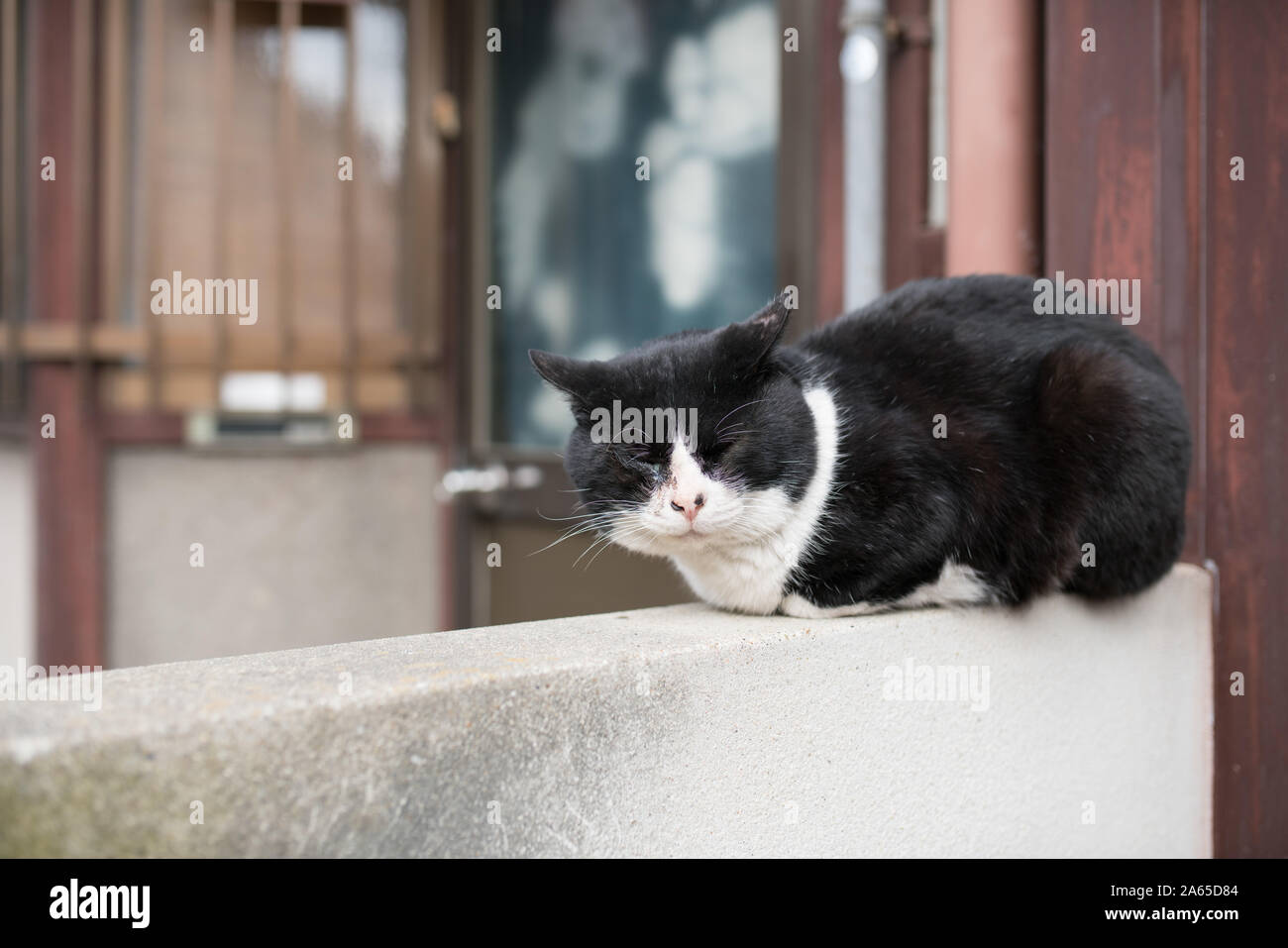 Eine schwarz-weiße Katze sitzt an einer Wand Stockfoto