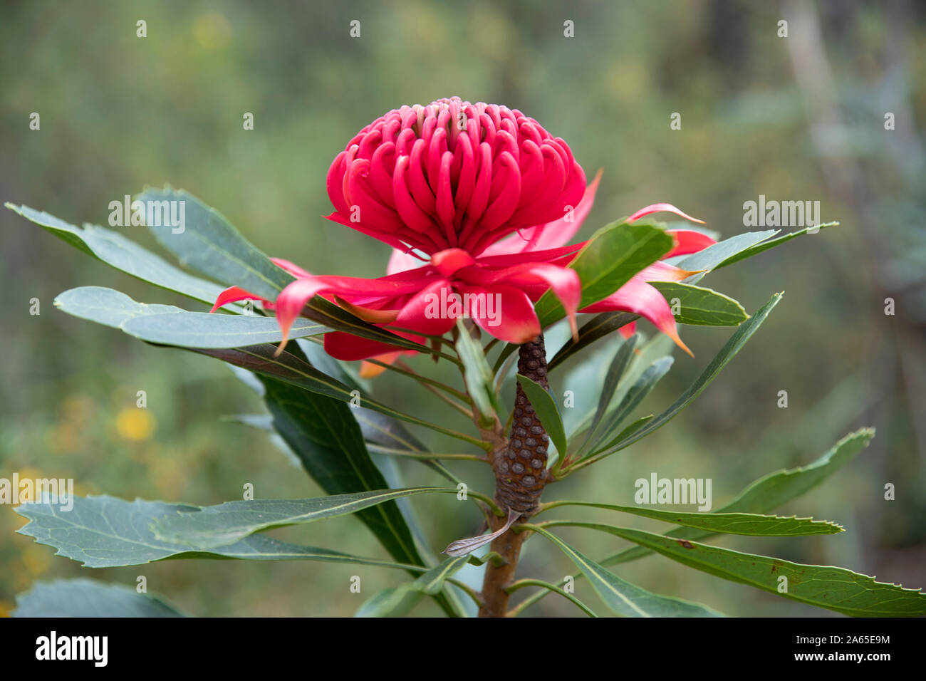 Leuchtend rote Waratah (Telopea speciosissima) Blüte im südlichen Blue Mountains, New South Wales, Australien fotografiert. Stockfoto