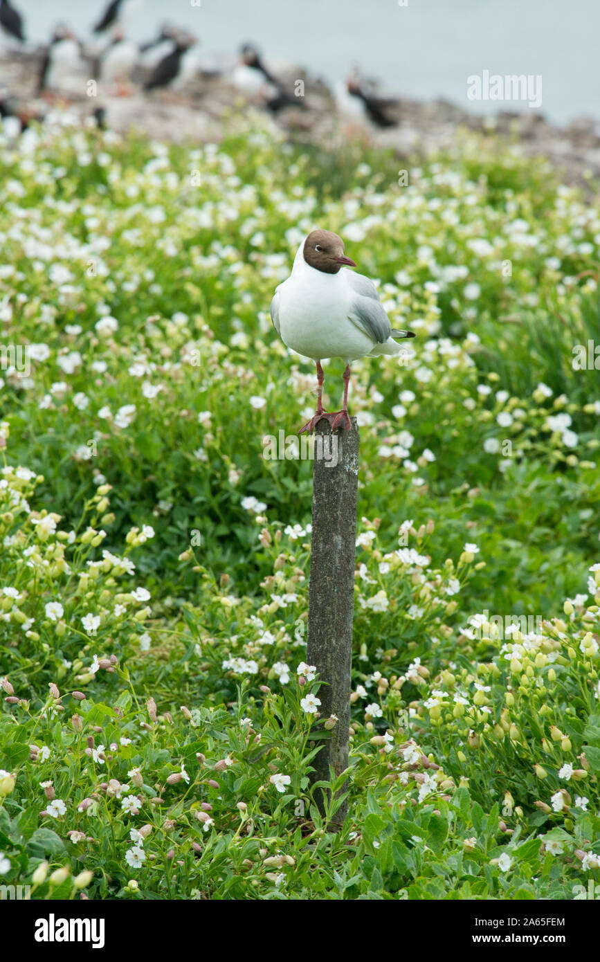 Lachmöwe (Larus ridibundus). Farne Islands, Northumberland Stockfoto