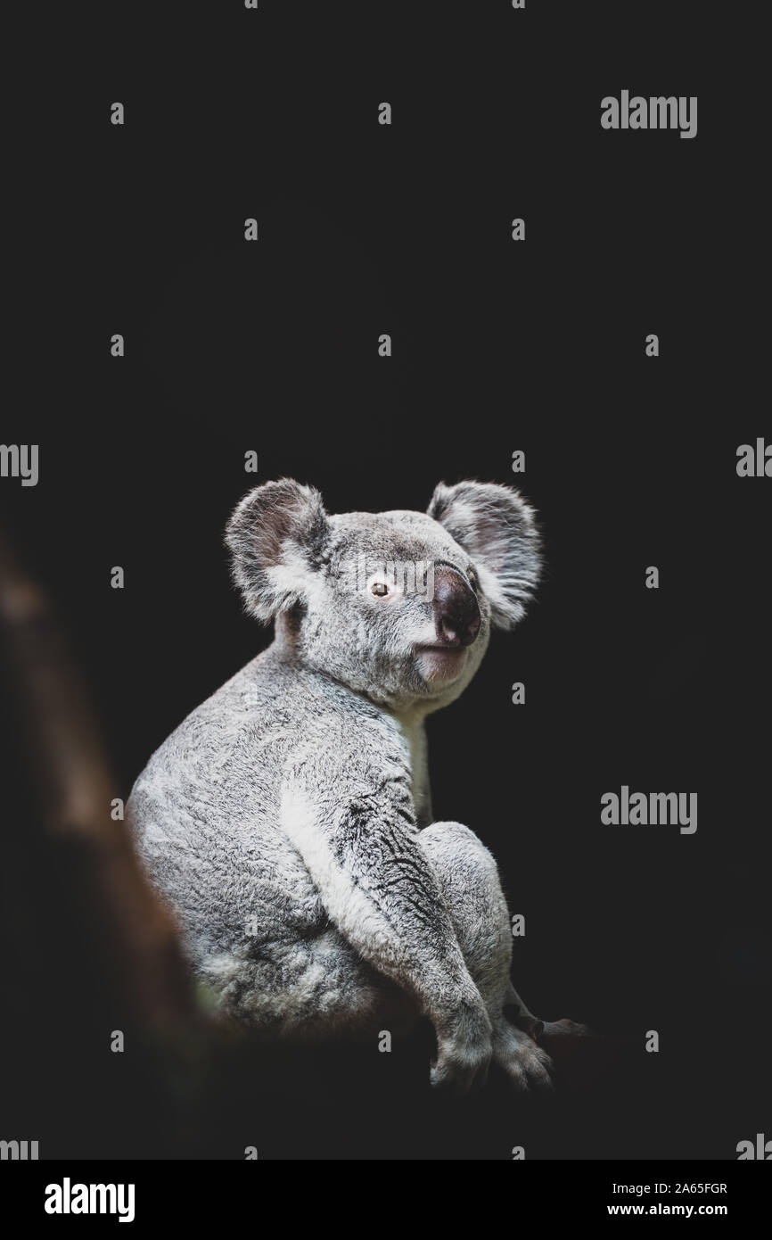 Wild koala Sitzen auf einem Ast eines Baumes Hochformat Stockfoto