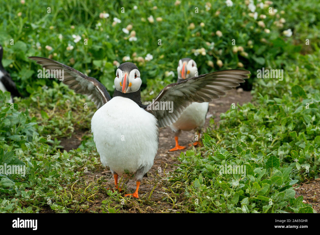 Papageitaucher (Fratercula arctica). Farne Islands, Northumberland Stockfoto