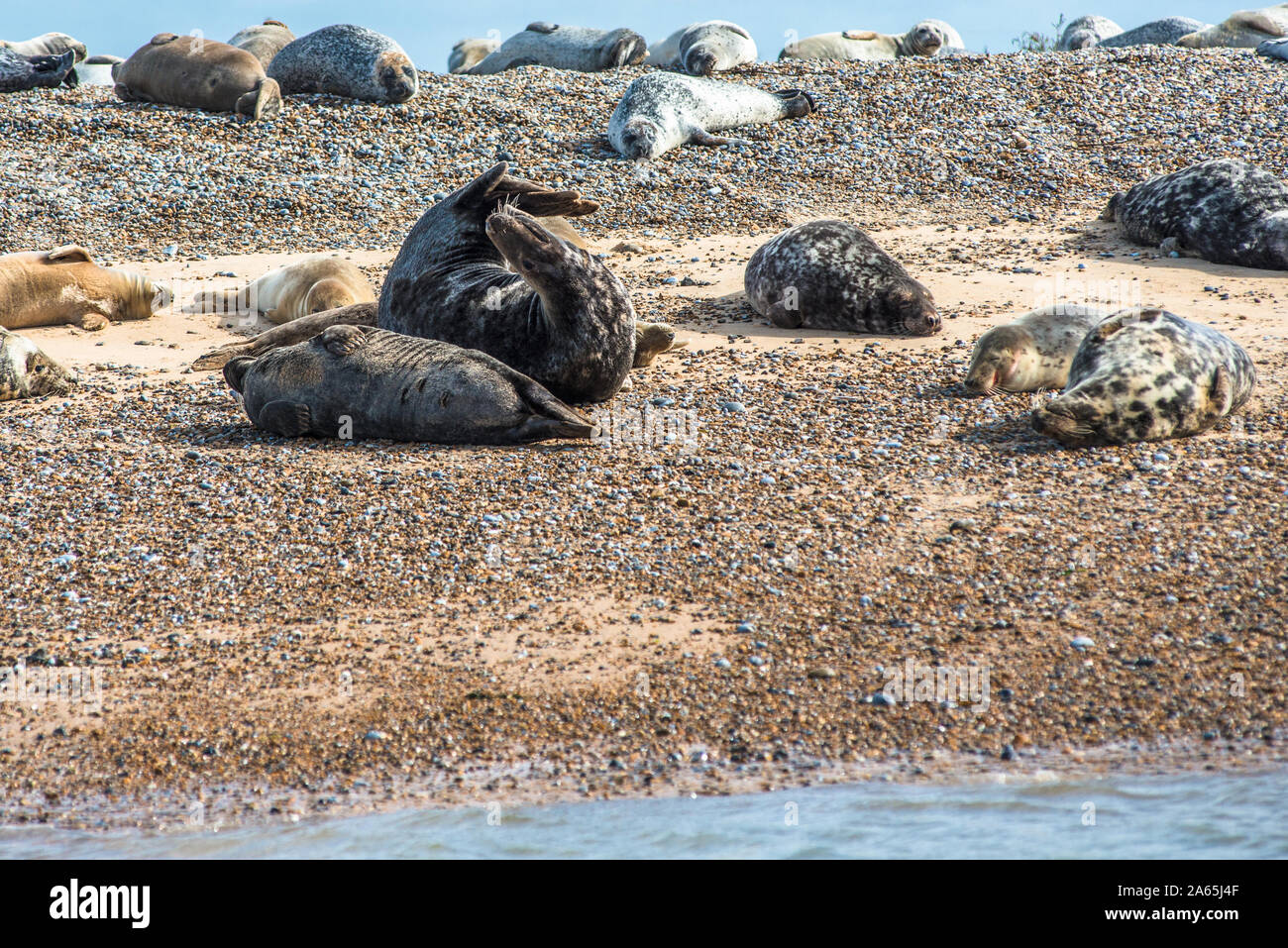 Grau und Gemeinsame oder Seehunde (Phoca vitulina) am Strand von Blakeney Punkt Norfolk England England Stockfoto