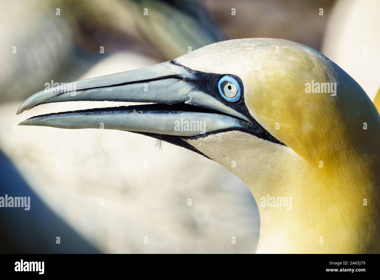 Kopf einer Gannett Vogel in der Insel Bonaventure, in der Nähe von Perce, an der Spitze der Halbinsel Gaspé, Quebec, Kanada Stockfoto