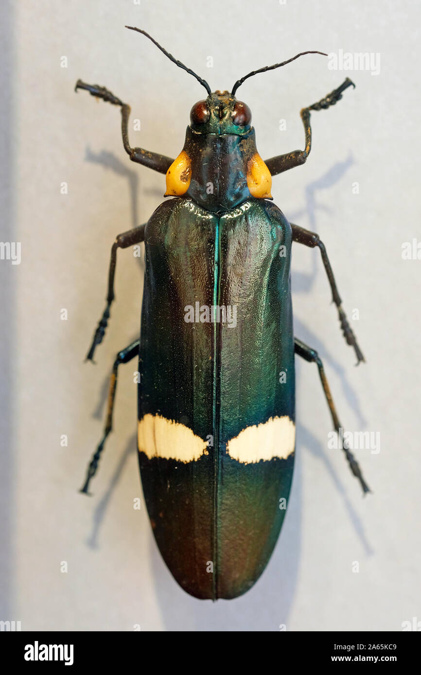 Chrysochroa ocellata ist ein Edelstein Käfer oder ein Metall Holz - langweilig Buprestidae Käfer der Familie. Große grüne Käfer Draufsicht, Malaysia. megaloxantha b Stockfoto