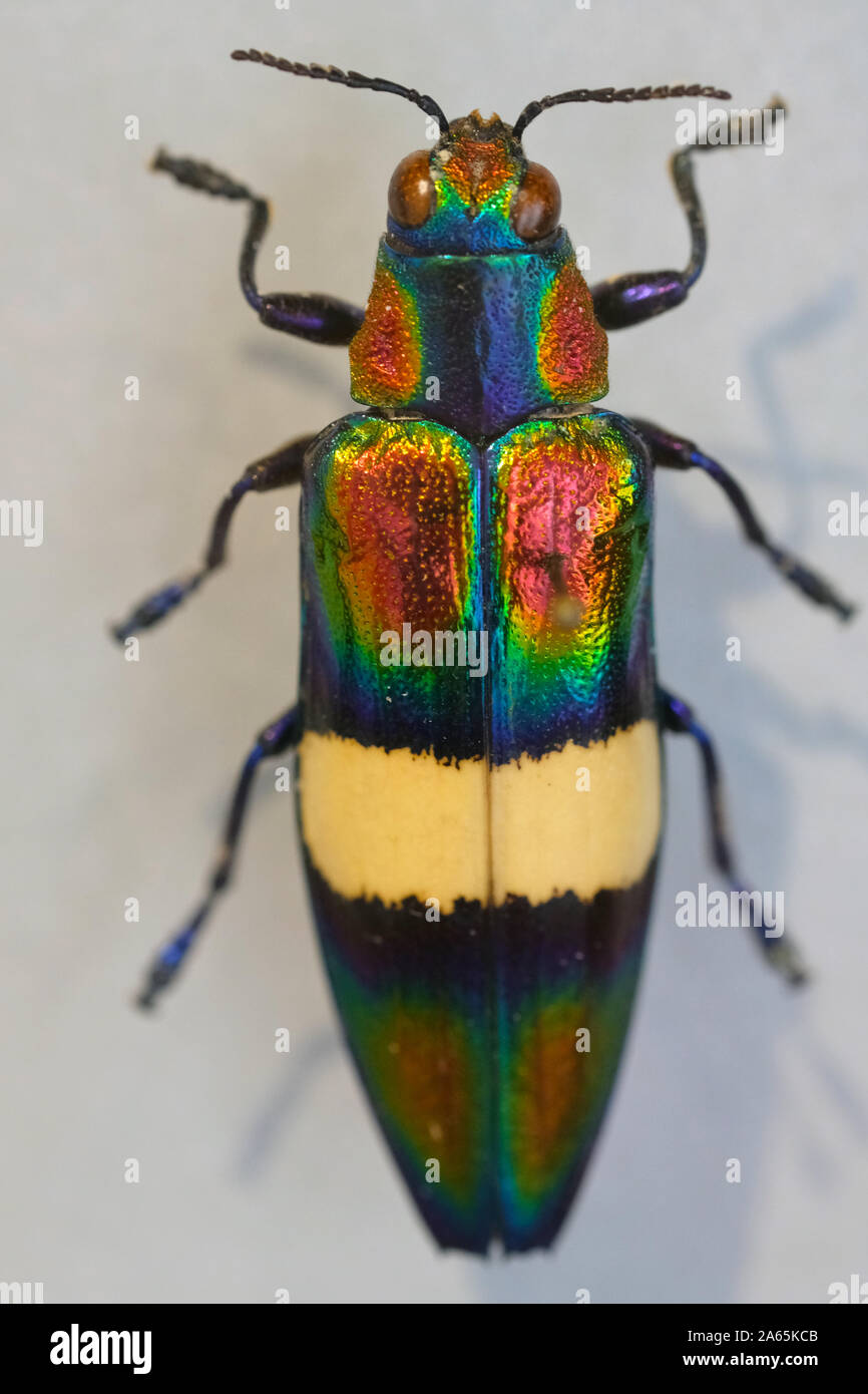 Megaloxantha Bicolor ist eine Pflanzenart aus der Gattung der metallischen Holz - langweilig Buprestidae Käfer in der Familie. Große Käfer in Malaysia. Stockfoto