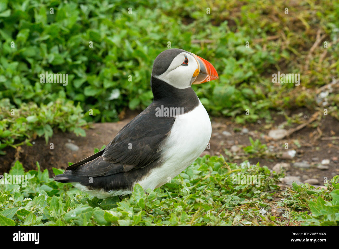 Papageitaucher (Fratercula arctica) in der Nähe der Eingang in die Höhle. Farne Islands, Northumberland Stockfoto