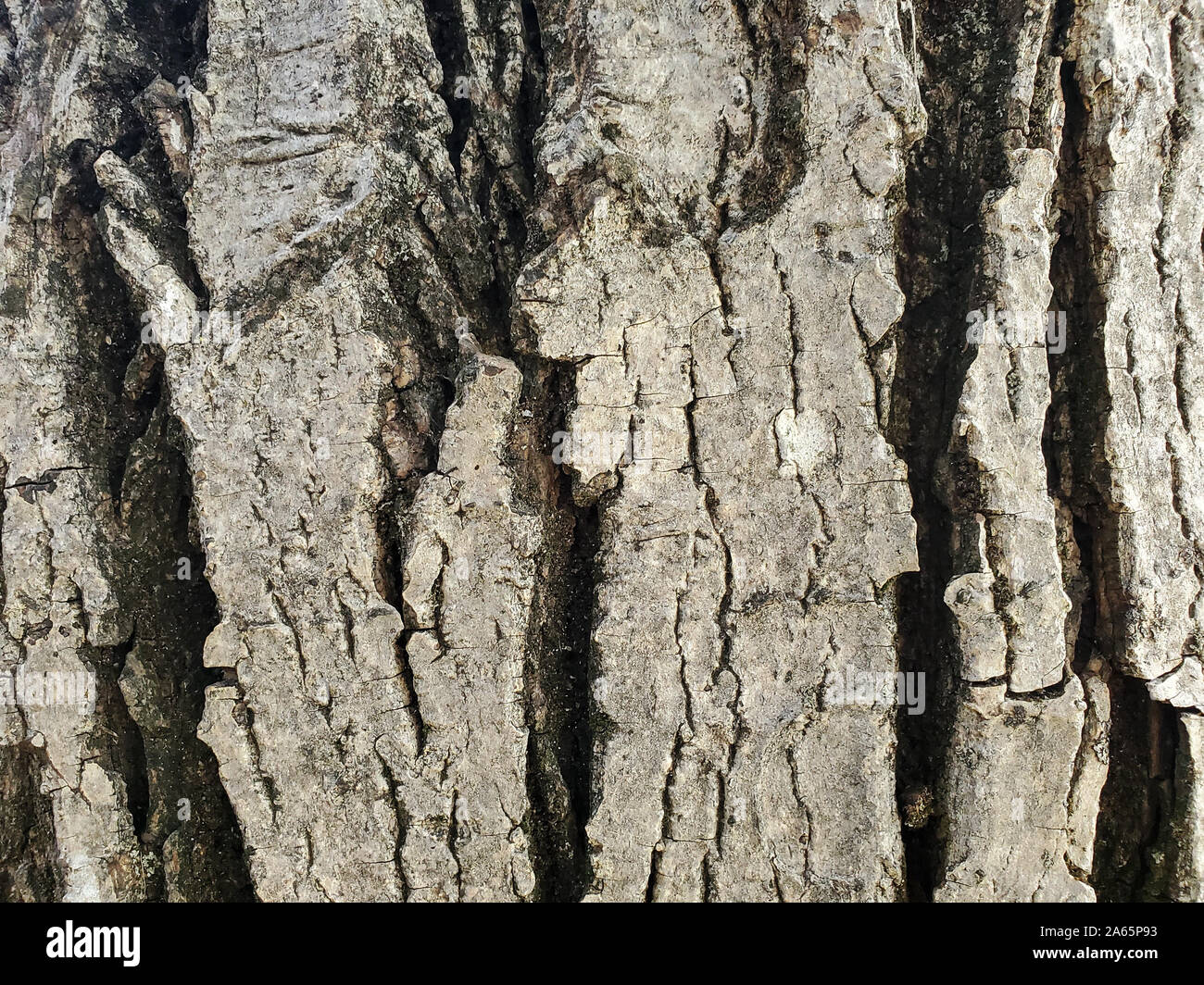 Wild gealtert Walnuss Baum Rinde Textur, Holz Natur wallpaper Pattern Stockfoto