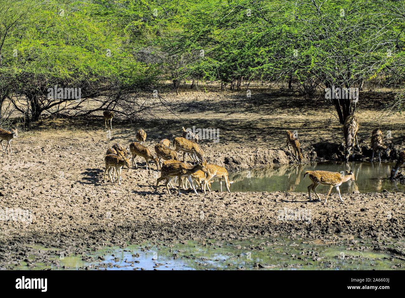 Spotted Deer am Wasserloch, Ranthambore Wildlife Sanctuary, Rajasthan, Indien, Asien Stockfoto
