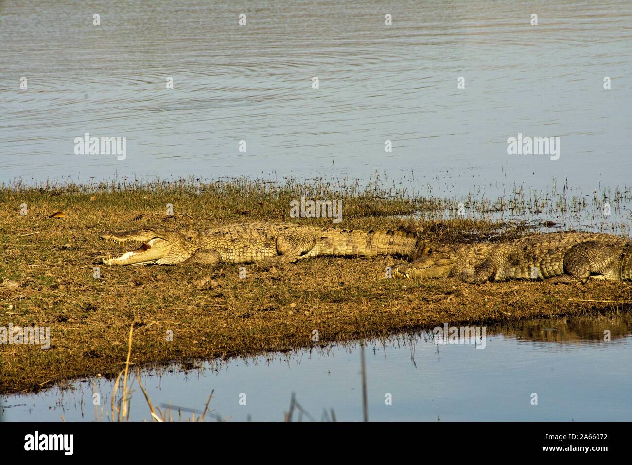 Krokodil, Ranthambore Wildlife Sanctuary, Rajasthan, Indien, Asien Stockfoto