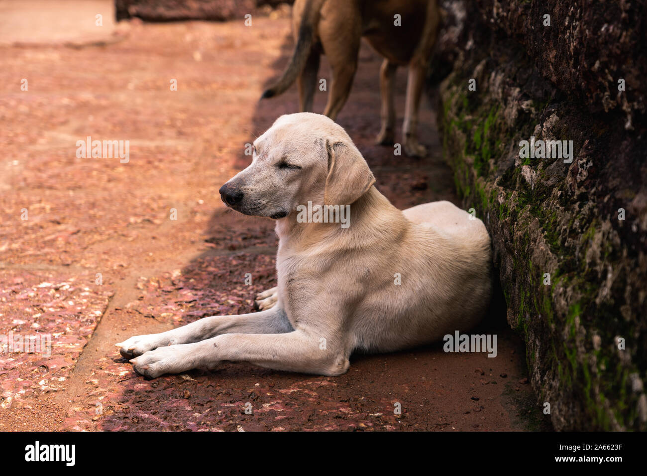 Ein Hund schläft auf dem Weg einer Festung in Sinquerim Beach Stockfoto