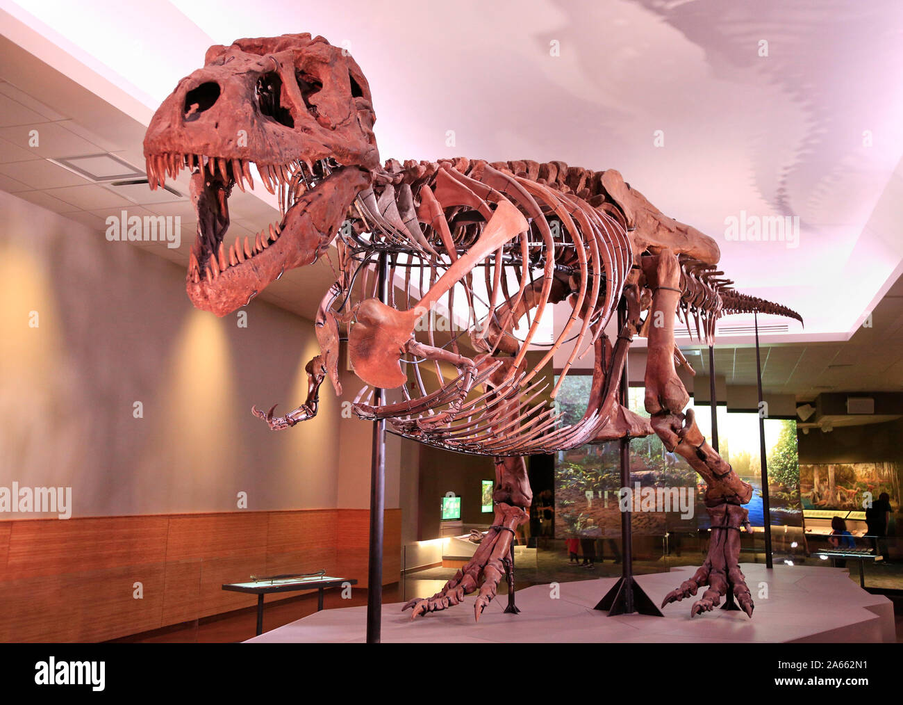 Sue, die vollständigste Tyrannosaurus Rex (T-Rex Dinosaurier) fossilen Skelett in der Welt auf dem Field Museum Stockfoto