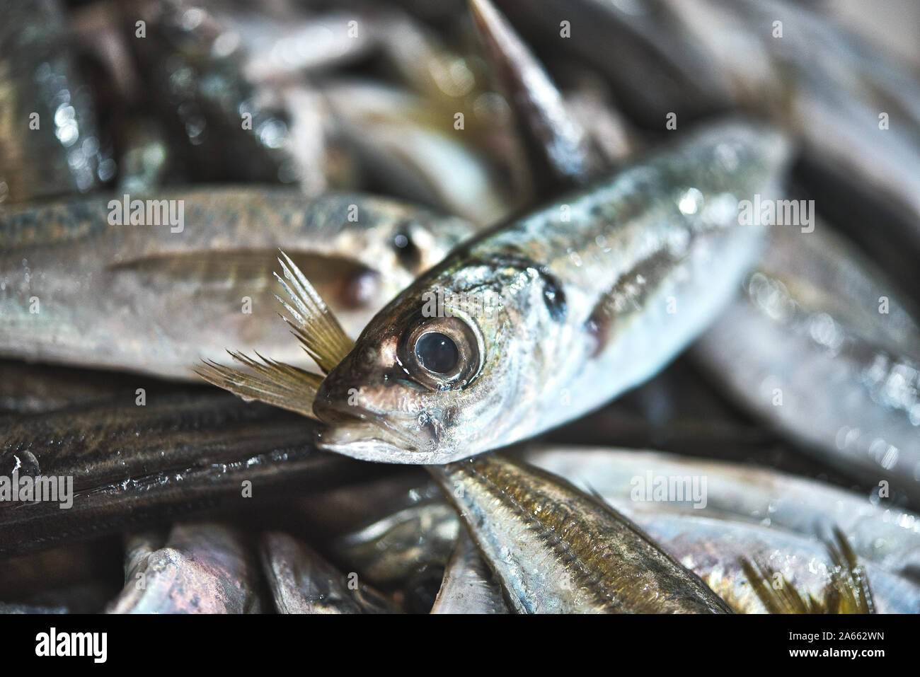Frische lebendige Portugiesisch Sardinen auf Eis Ausstellung auf dem Fischmarkt. Close Up. Stockfoto