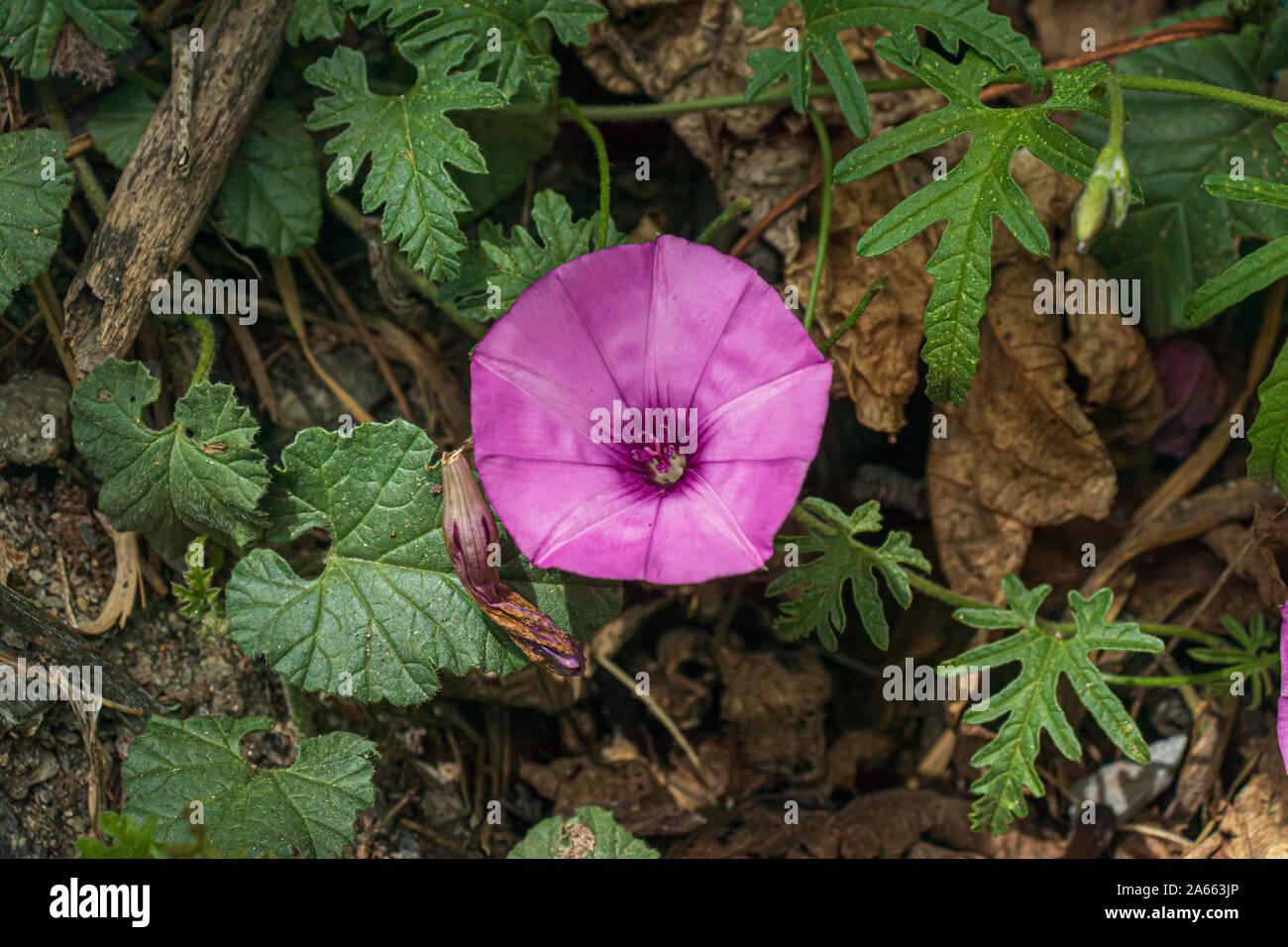 Convolvulus althaeoides, Malve bindweed in Blume Stockfoto